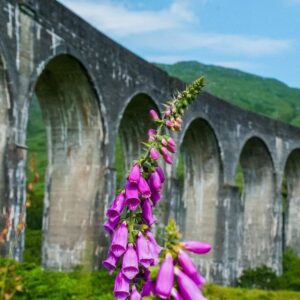 Glenfinannan viaduct with foxglove flowers in foreground