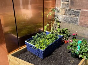 Plants ready to go into our urban garden