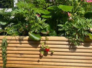 Strawberries in a planter grown in our urban garden