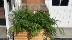 Urban planters with greenery growing