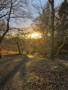Image of a sunset in the woodlands.