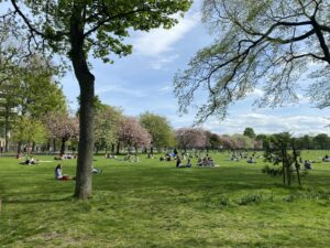 Image of The Meadows in Edinburgh with blossom trees.